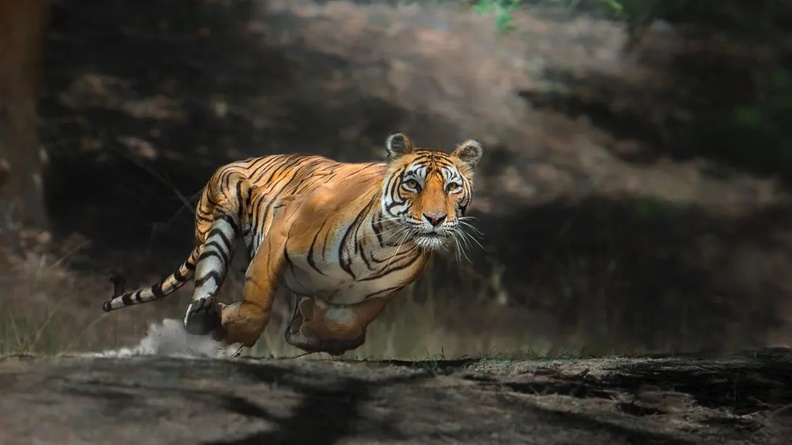 Bengal tiger, Bandhavgarh National Park, India